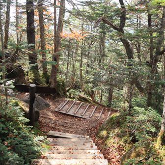 夢の庭園の分岐に戻ってきました