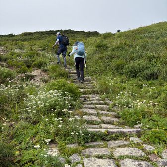 時期は終わりかけだけれど、お花ロード。
