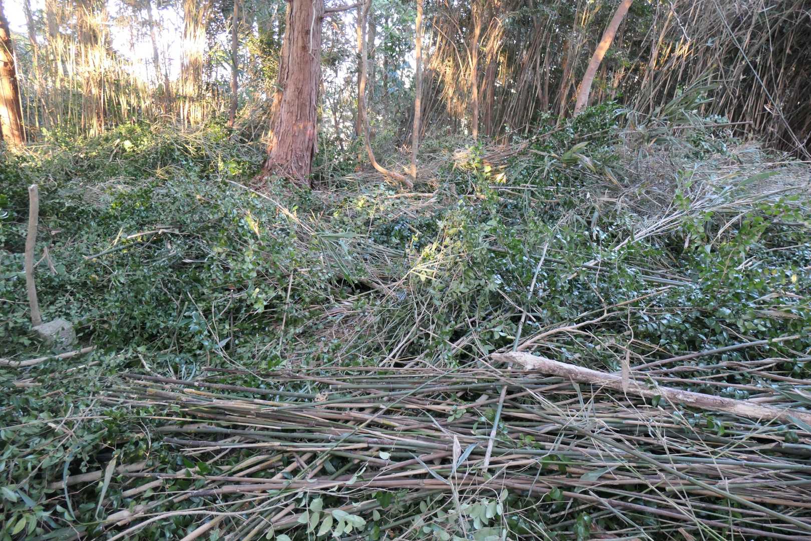 竹藪を抜けたら我合山(我合城址)
最近伐採された様子