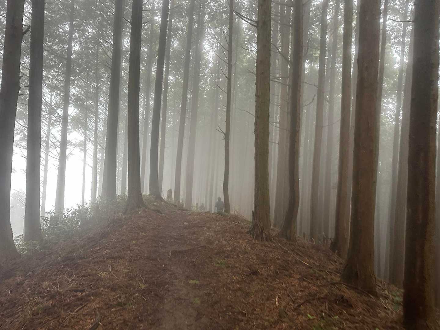 久留野峠の少し手前
なんかモヤがいい雰囲気､､､😸