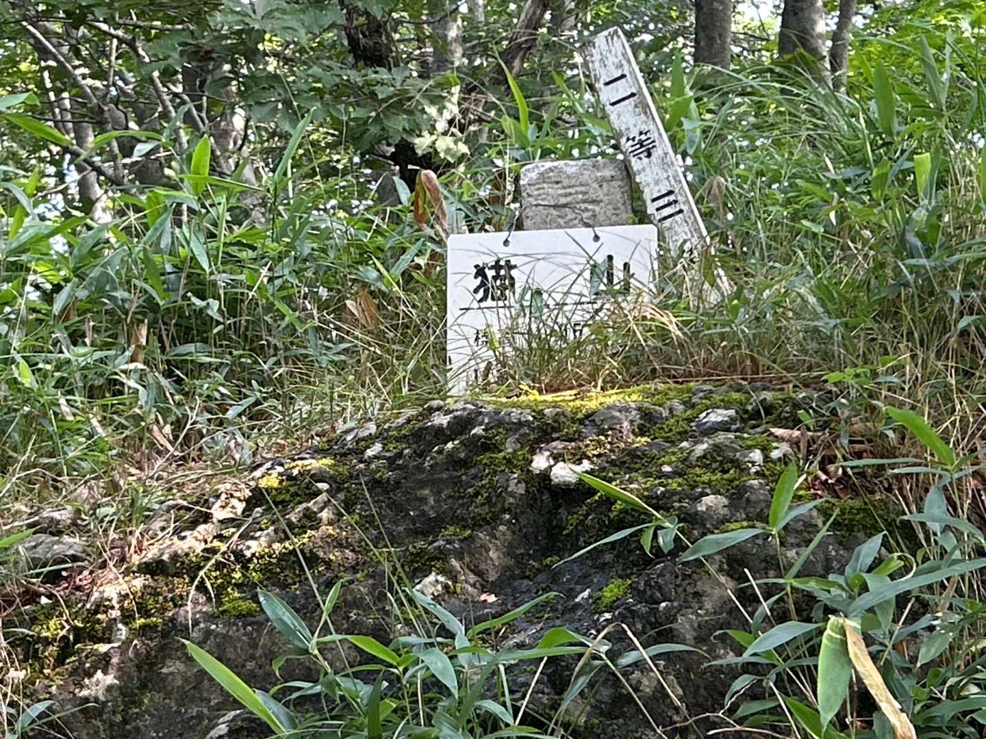 猫山 往復コースの写真