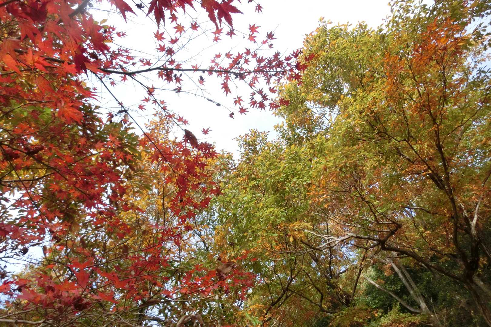 城台山-城ヶ峰 往復コースの写真