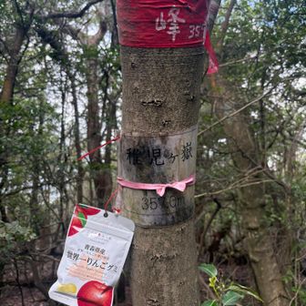 やっと稚児ヶ嶽357m山頂に着いた
青森県産世界一りんごグミ🍎とともに