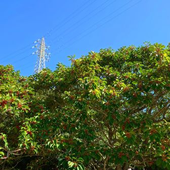クロガネモチにも赤い実が鈴なりに。
こちらも福岡市の木の1つになります。