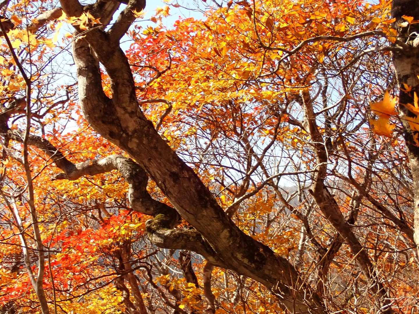 🍁