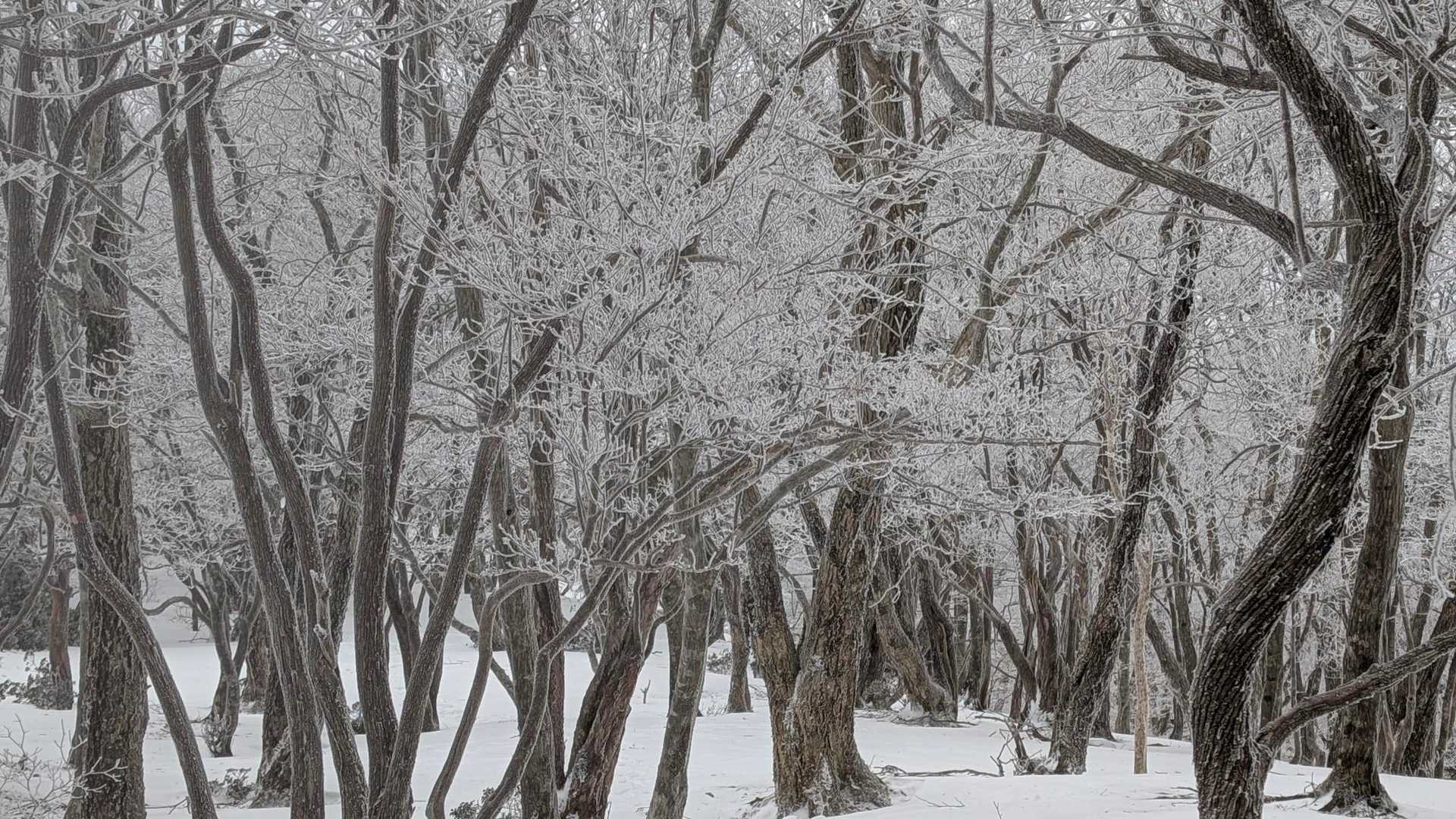 キワラ滝登山口-ハッピのタワ登山口-赤ゾレ山登山口-木梶山 往復コースの写真
