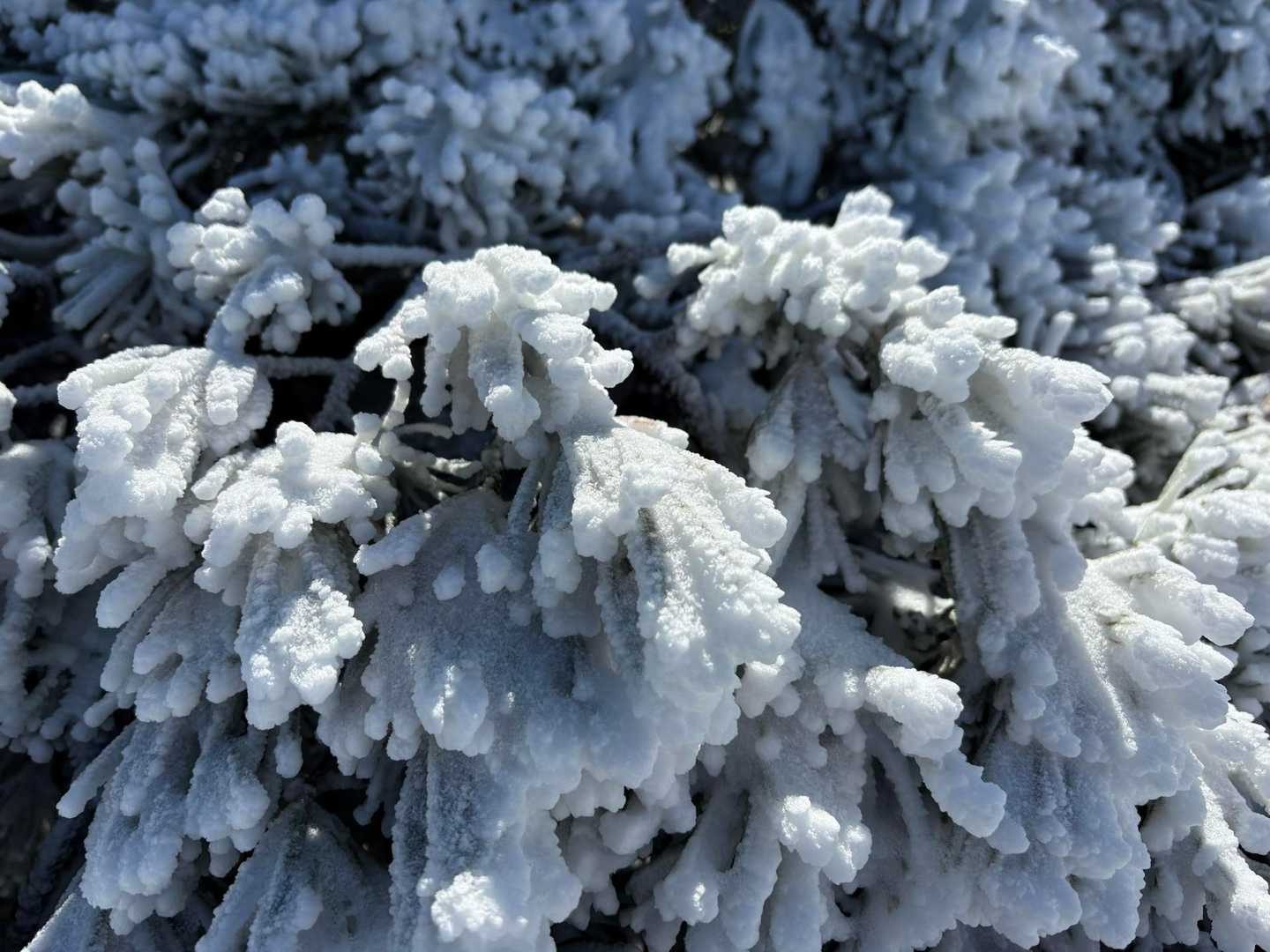 凍っています。