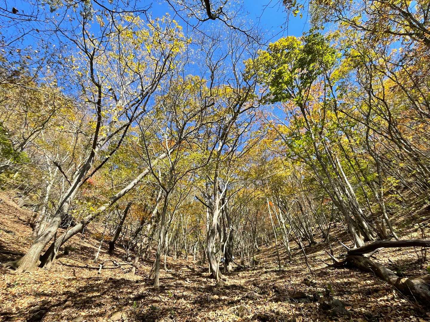 少し紅葉してる🍁