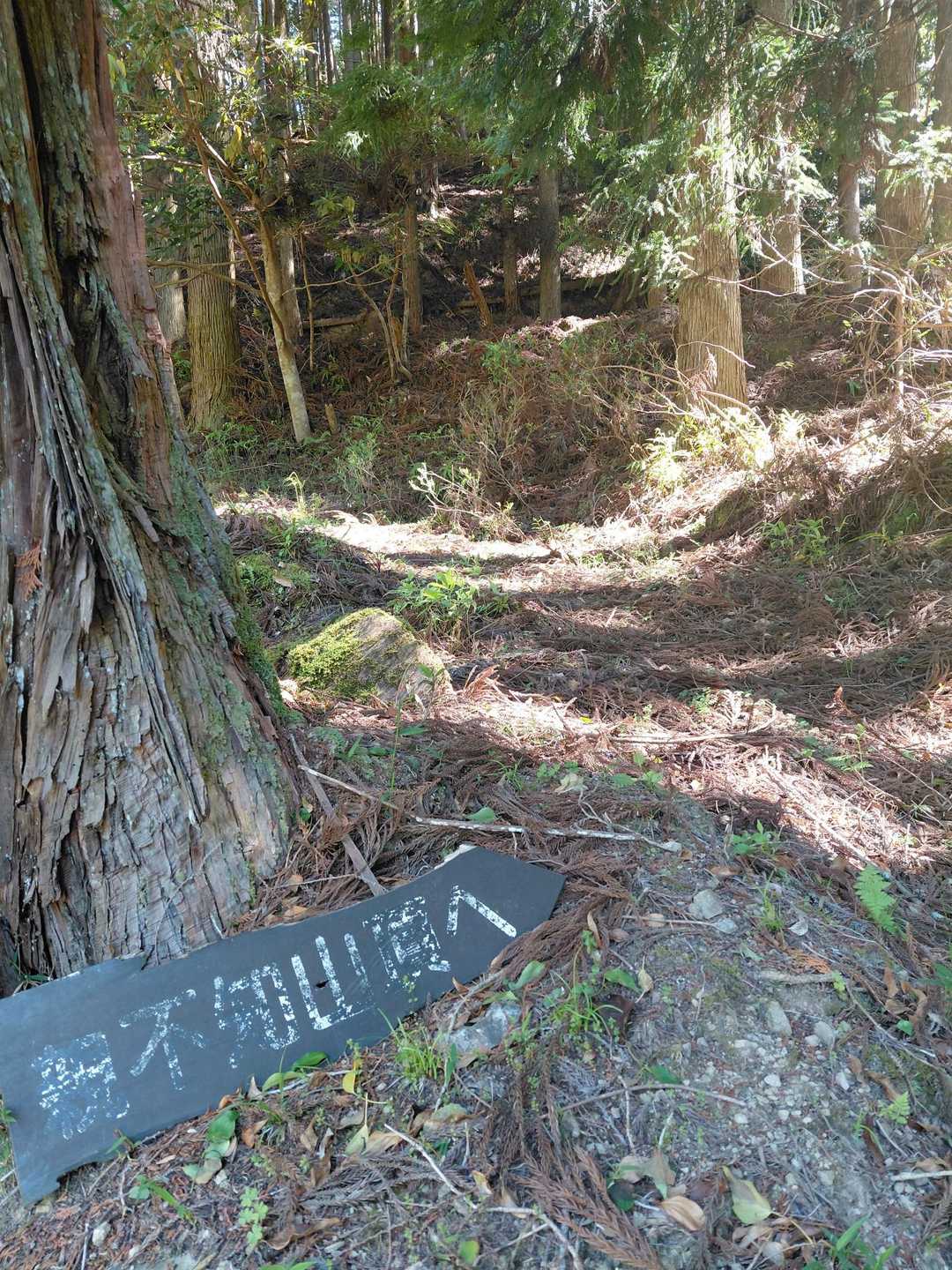 ここから登山道