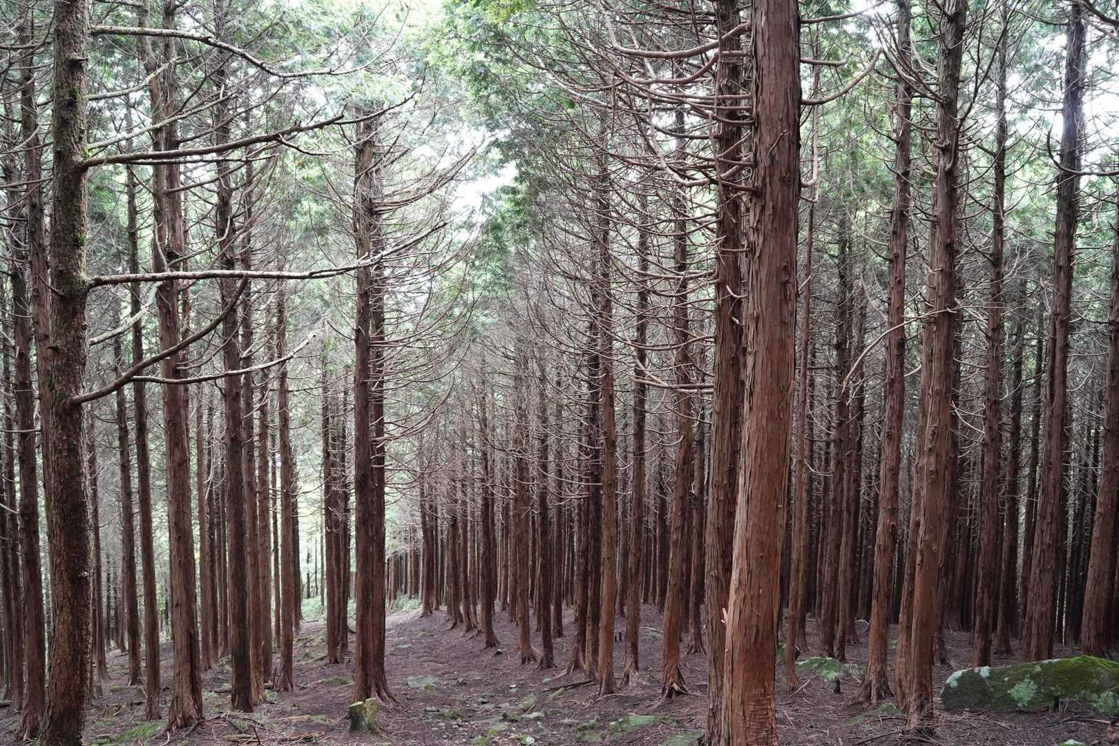 船木山登山口-船木山-後山 往復コースの写真