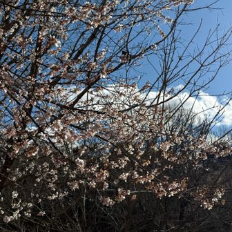 観音寺の境内に四季桜🌸💕