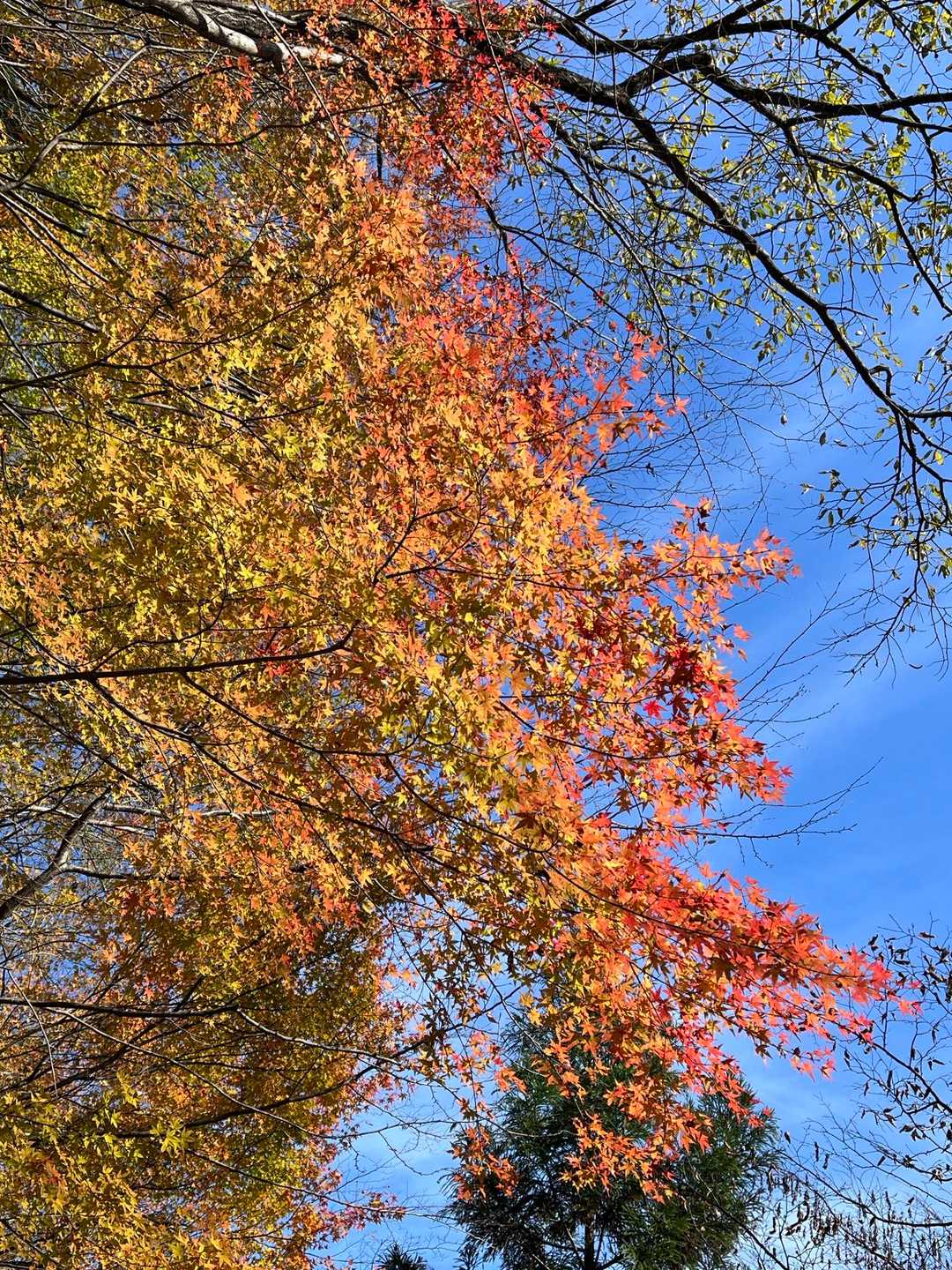 青空に映えるね🍁