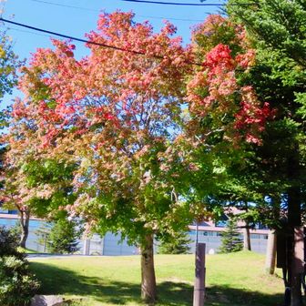 物産館前の木🌳グラデーションが綺麗🍁