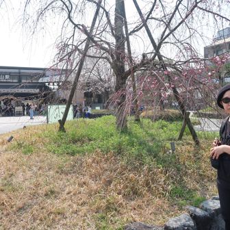 枝垂れ桜まだでした