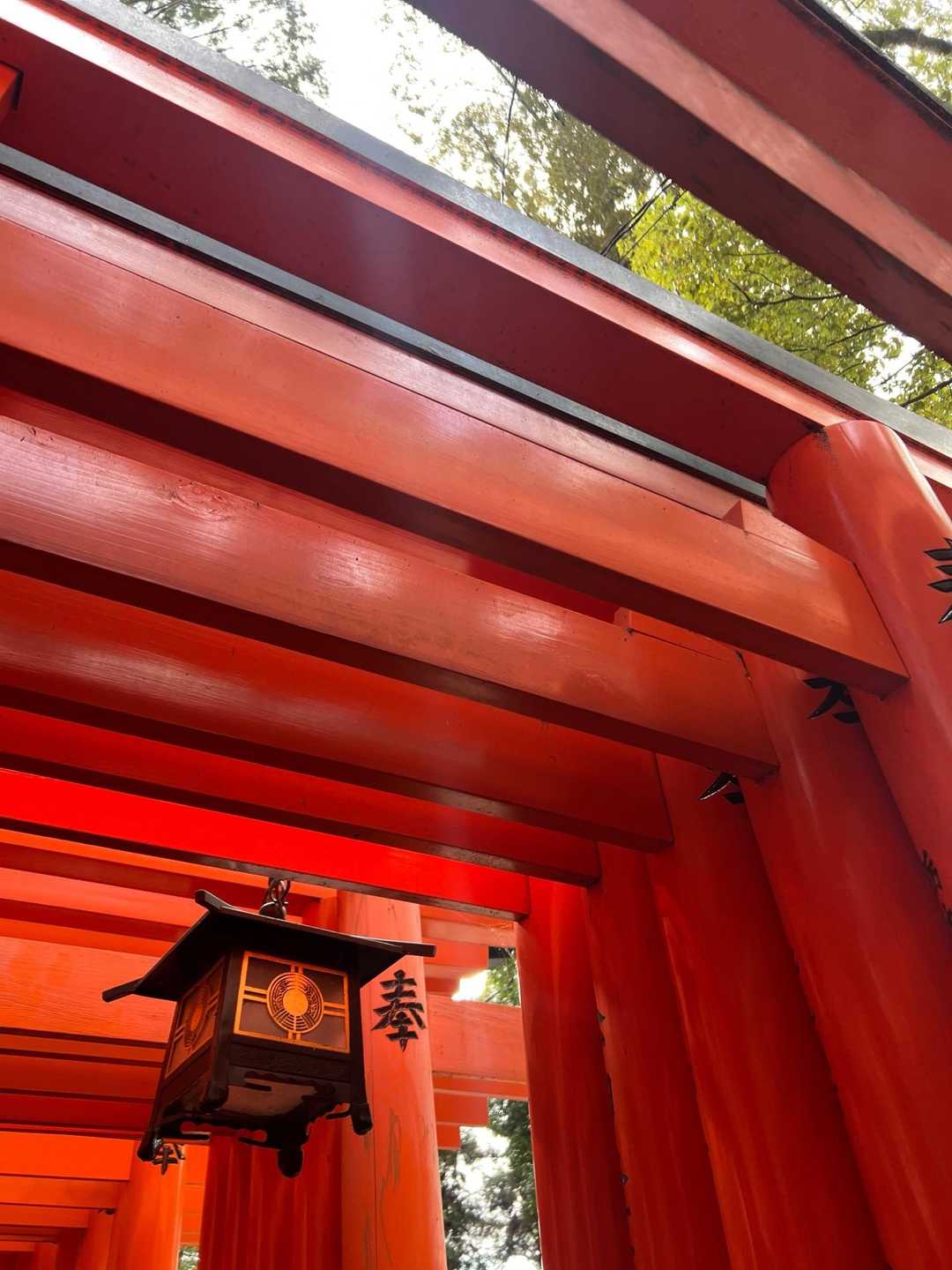 圧巻の千本鳥居を歩く、伏見稲荷山歩の写真