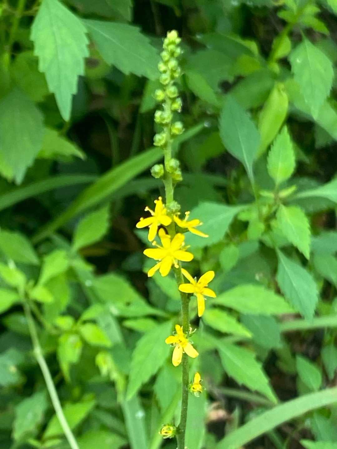 こちらはキンミズヒキ🌼