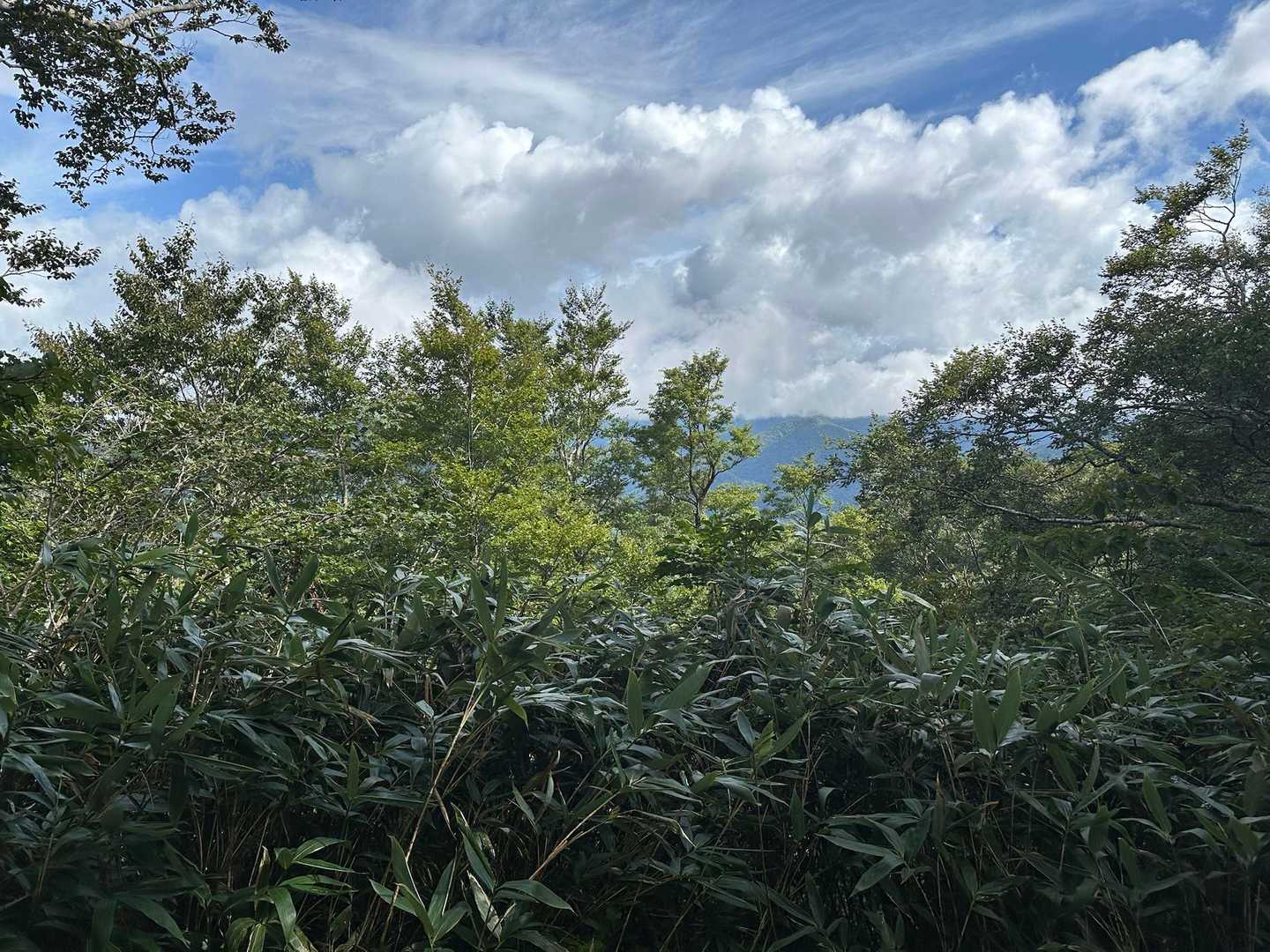 いや草ァ！！！🌱🌱🌱
身長3メートルくらい無いと厳しいかも