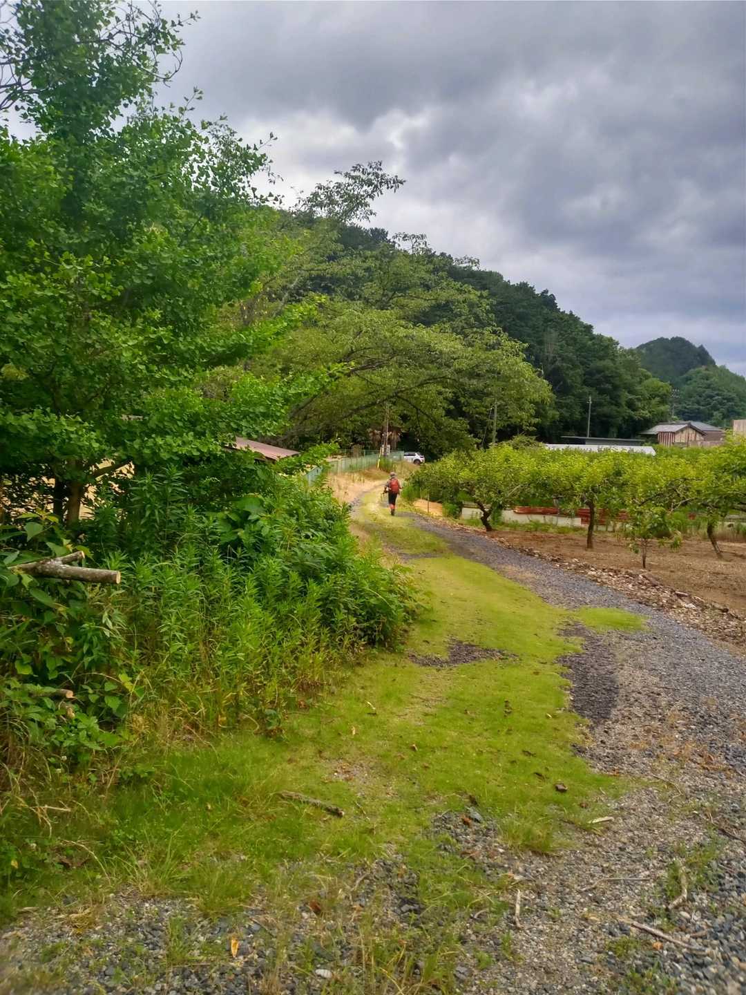 柿畑の広がる駐車場に戻って来ました。