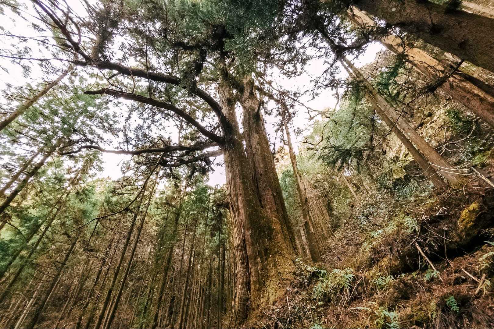 千年の契り杉