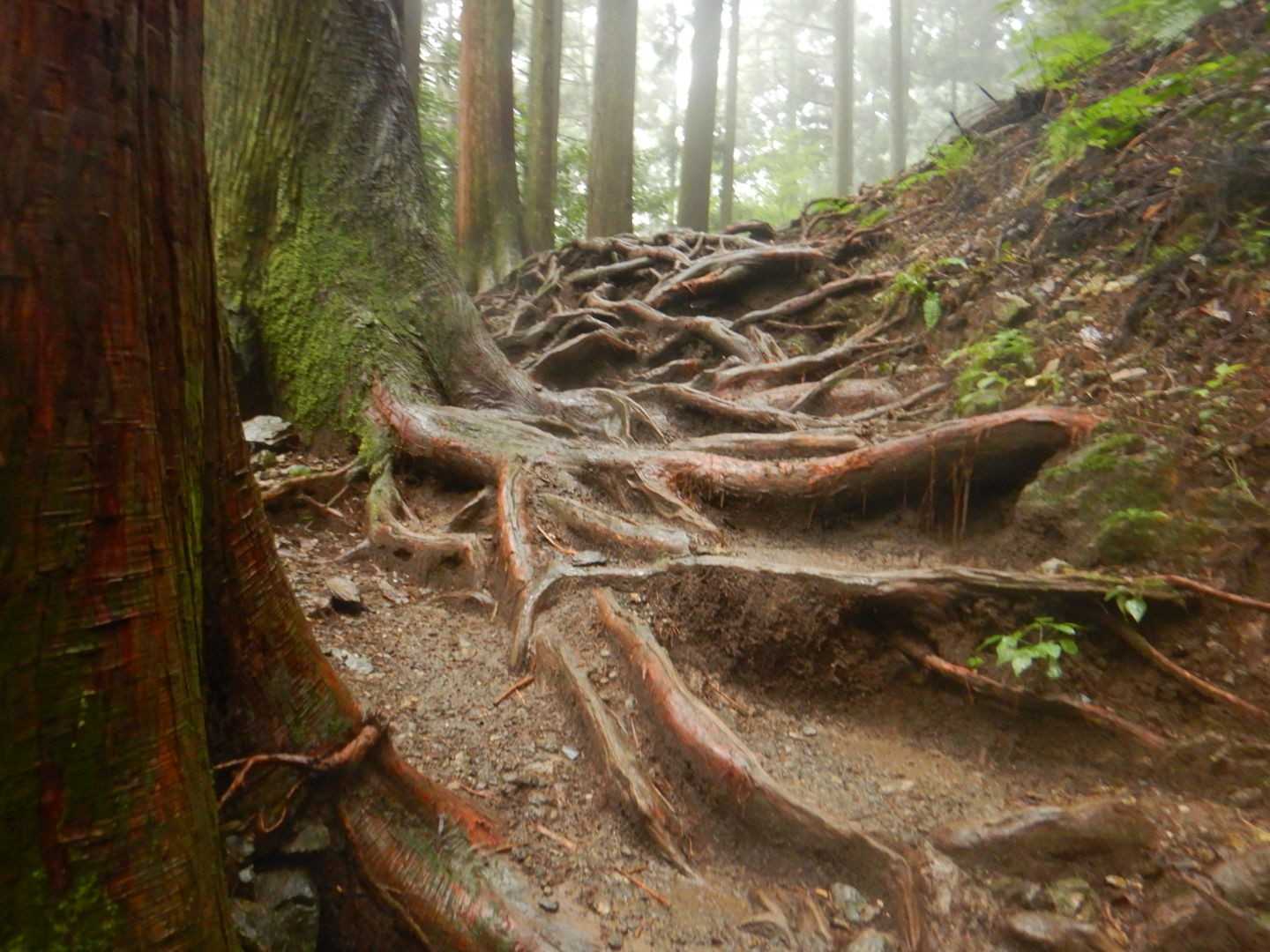 クロックスのお陰で滑り知らず（嘘）でも悪くない！