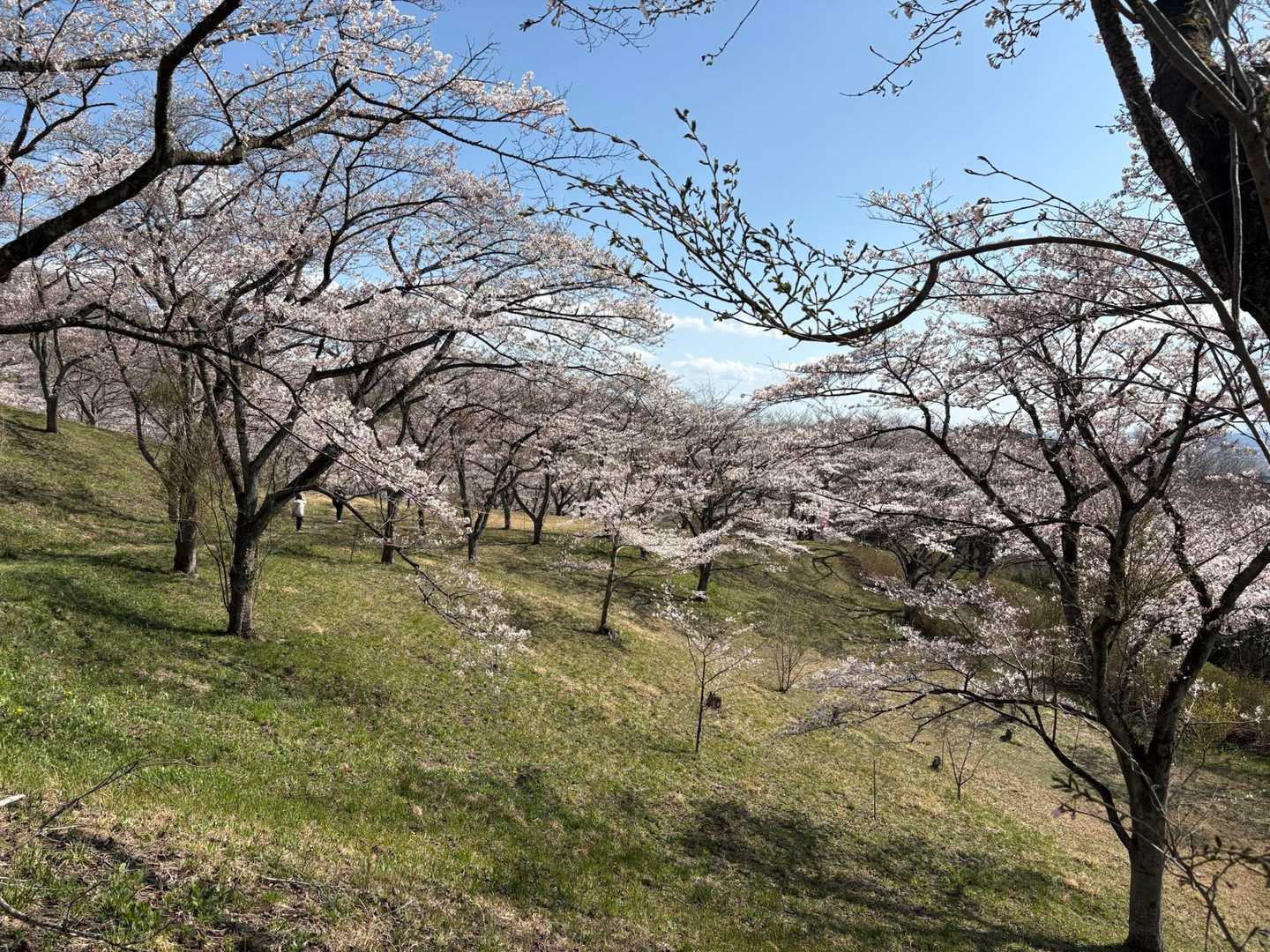 最後は加護坊山へ
山の斜面に桜の木々があります🌸