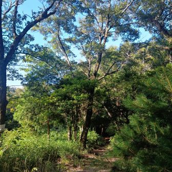 雲山峰からの撮影。何気に取ってみたけど、針葉樹と広葉樹のバランスの良さ(^o^)