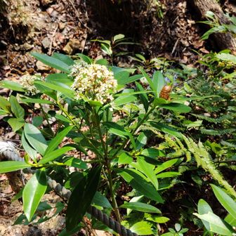 葦毛湿原まできました。