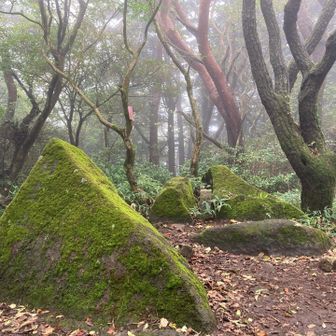 坊主山　山頂です（看板なし）
展望はありませんが岩と苔が幻想的