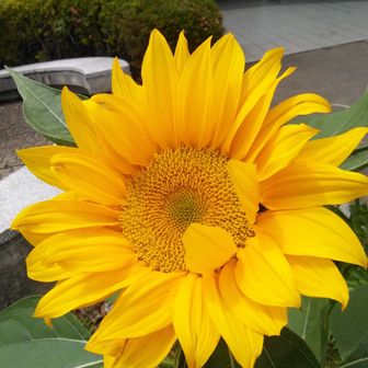 ひろがジャンプ