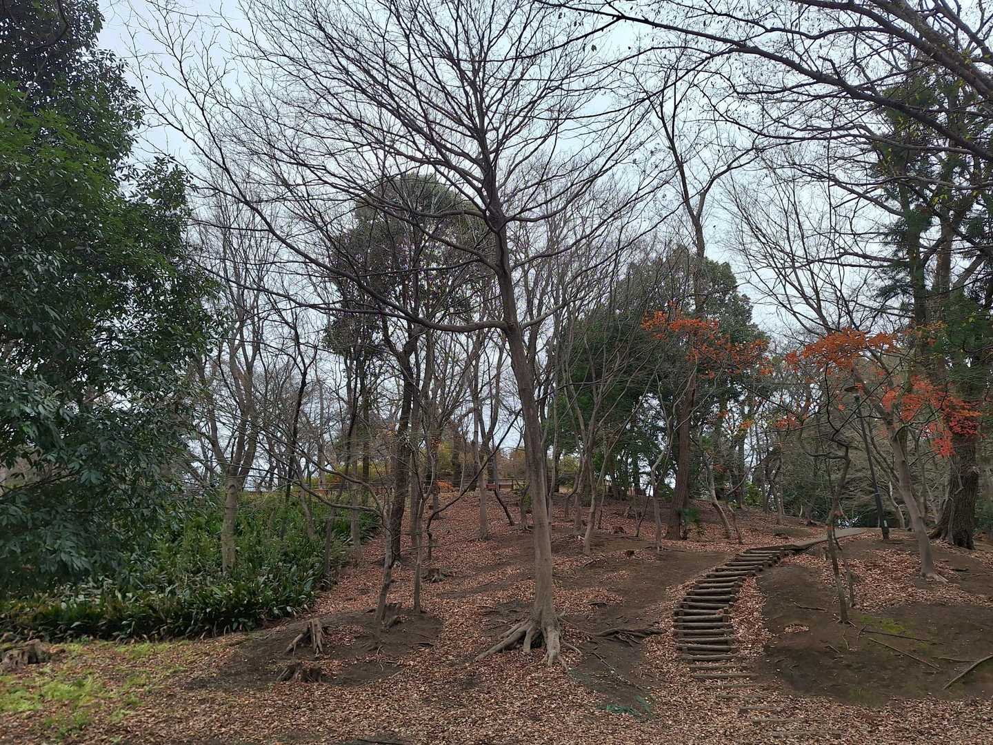 東京・新宿の箱根山(戸山公園内) / やまくみ♪さんの東京都23区 中央エリアの活動データ | YAMAP / ヤマップ