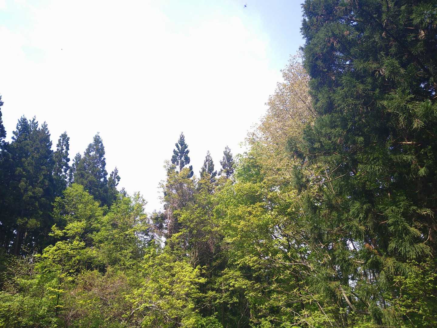 全然見えないけど…桜の花びらが飛んでる写真だったはず😅💦
「スゲー虫がいっぱい飛んでる〜〜😨💦」と騒いだ私💦💦
桜吹雪…に爆笑🤣🤣🤣🤣🤣