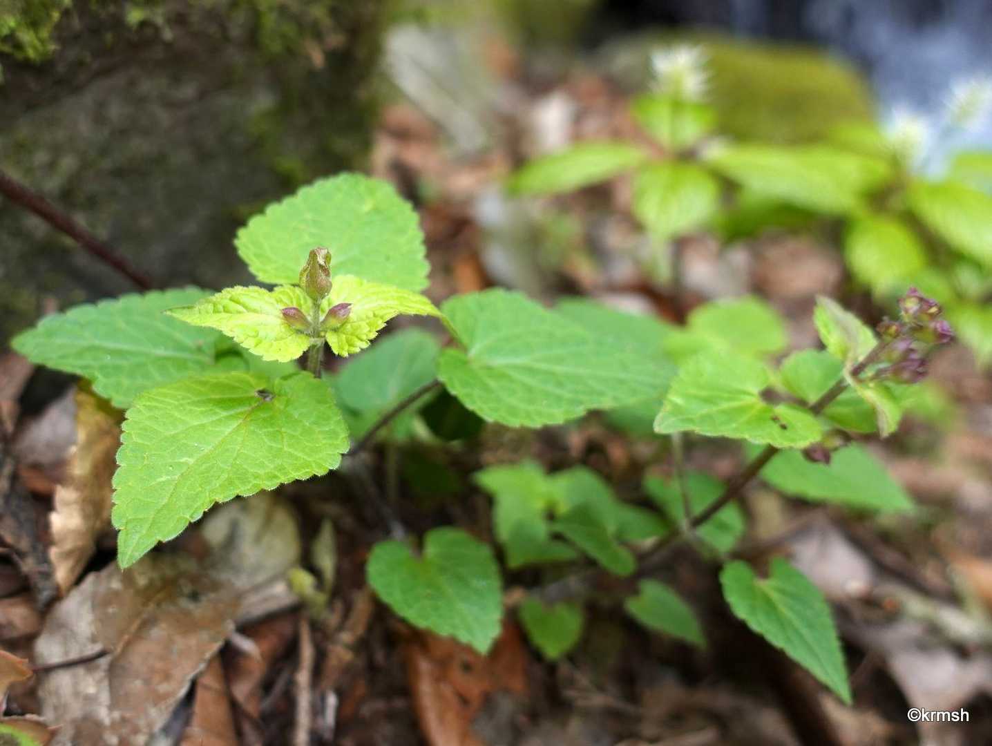 ラショウモンカズラ？ シソ科