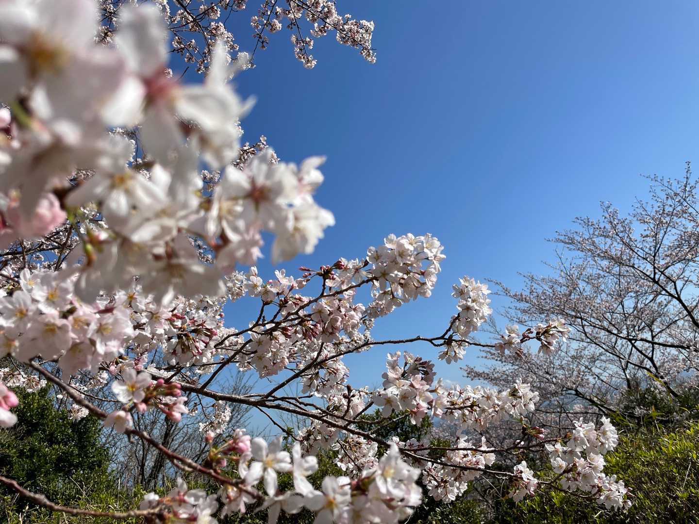 籾岳（佐賀県）の写真
