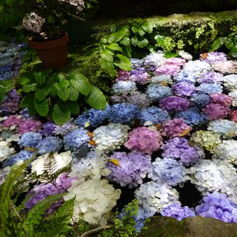 卍池の紫陽花