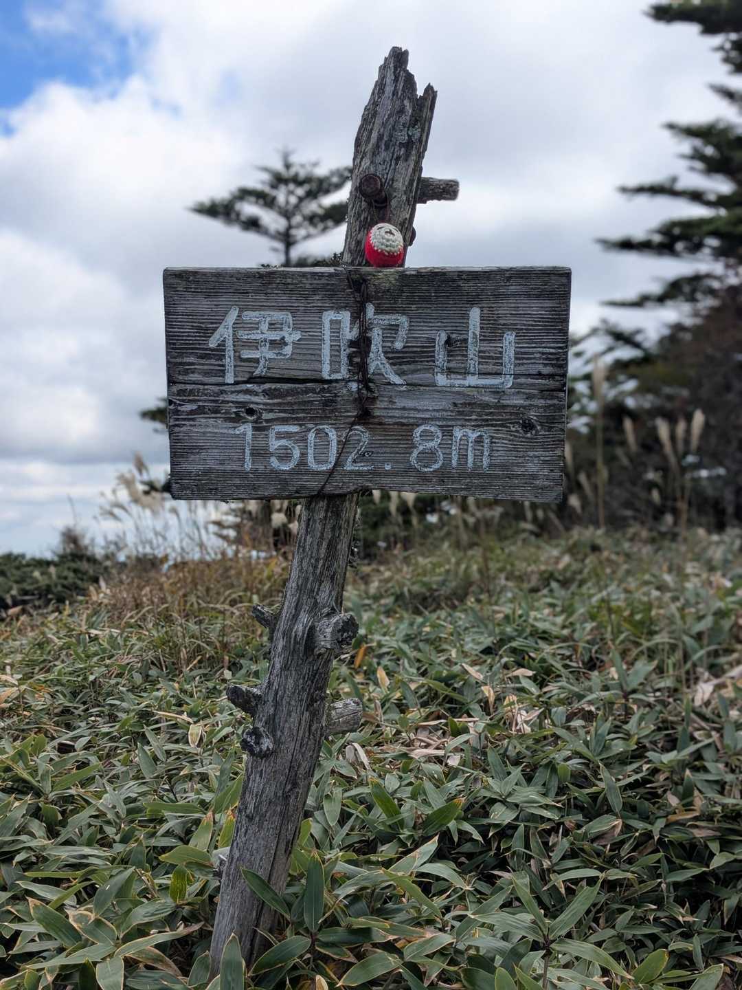 毛糸のこがのってました😊