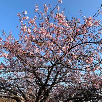 桜が咲いていました