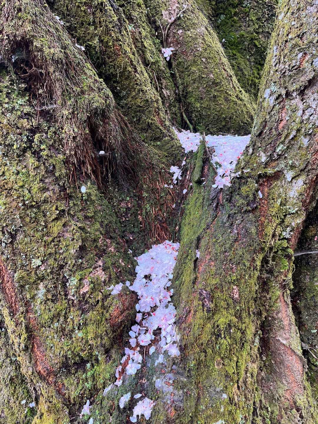 花びらがぎっしり