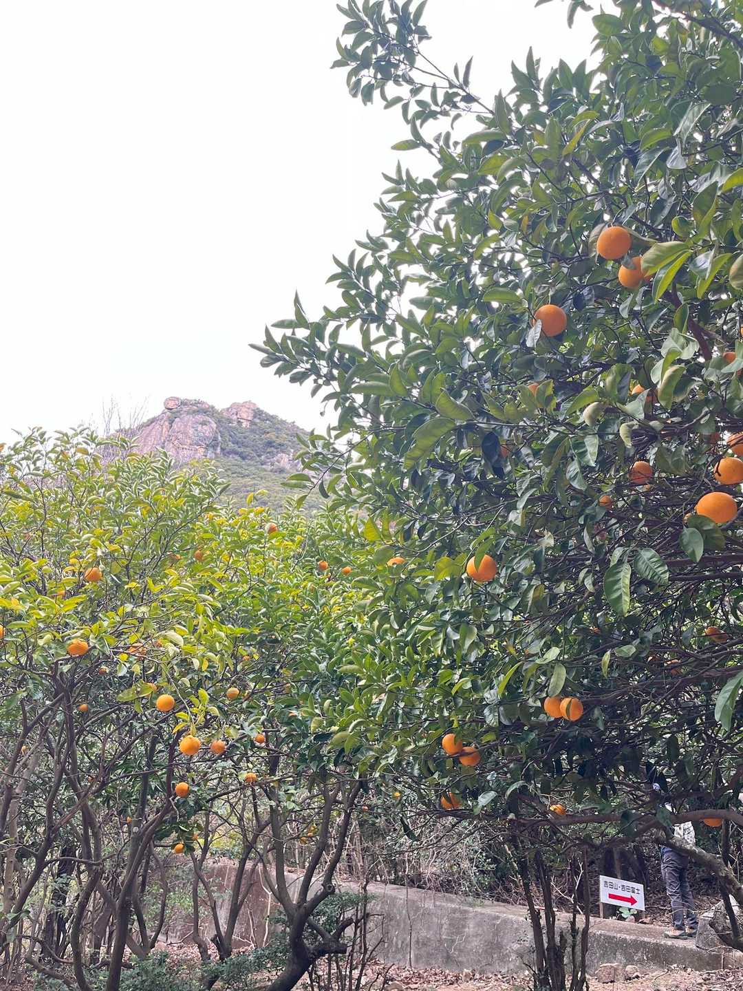 登る山と、なぜか夏みかんの大木