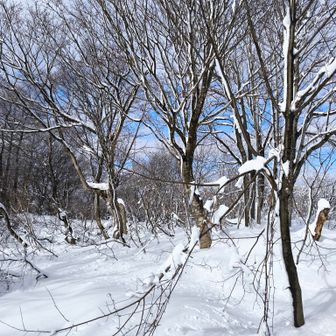 この辺りが月惜山の山頂のようだが山名札は見つけられず。
トレースは薄いながらも先に続いていた。