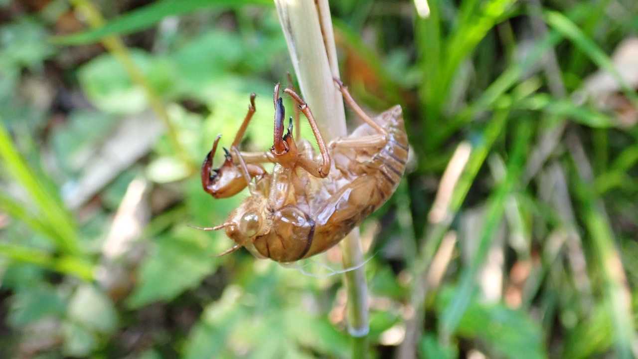 ここから飛び立って、今は盛んに鳴いているのかな？
