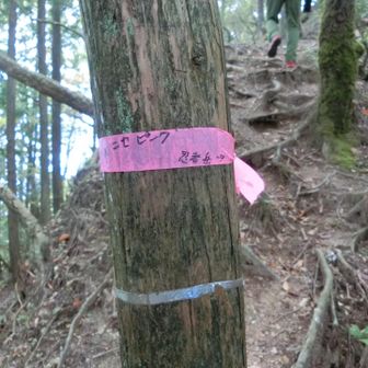 ニセピークにも行ってみましょ