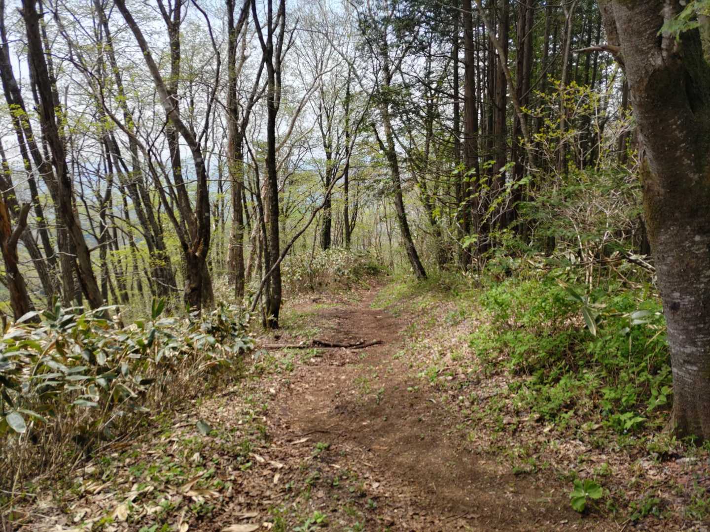 姫神山-清水神社-城内登山口-こわ坂登山口 周回コースの写真