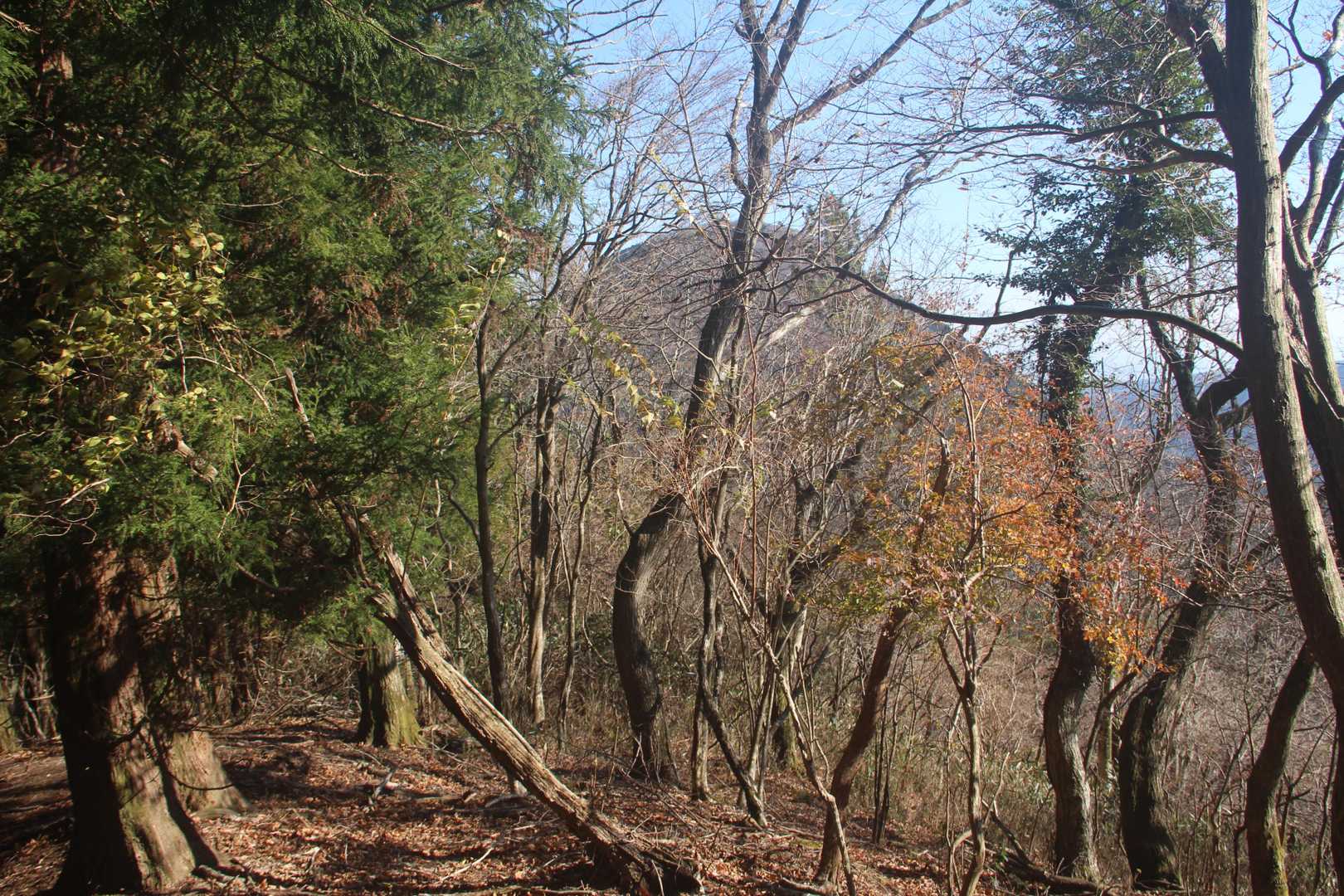 矢倉沢登山口-矢倉岳-山伏平-万葉公園バス停-足柄峠-足柄 縦走コースの写真
