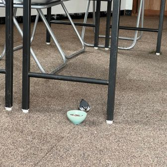 管理されてる方？と少しお喋りしてたら鳥入ってきた！！
まん丸コロコロ🤣💓
五十雀(ゴジュウカラ)らしい🐦