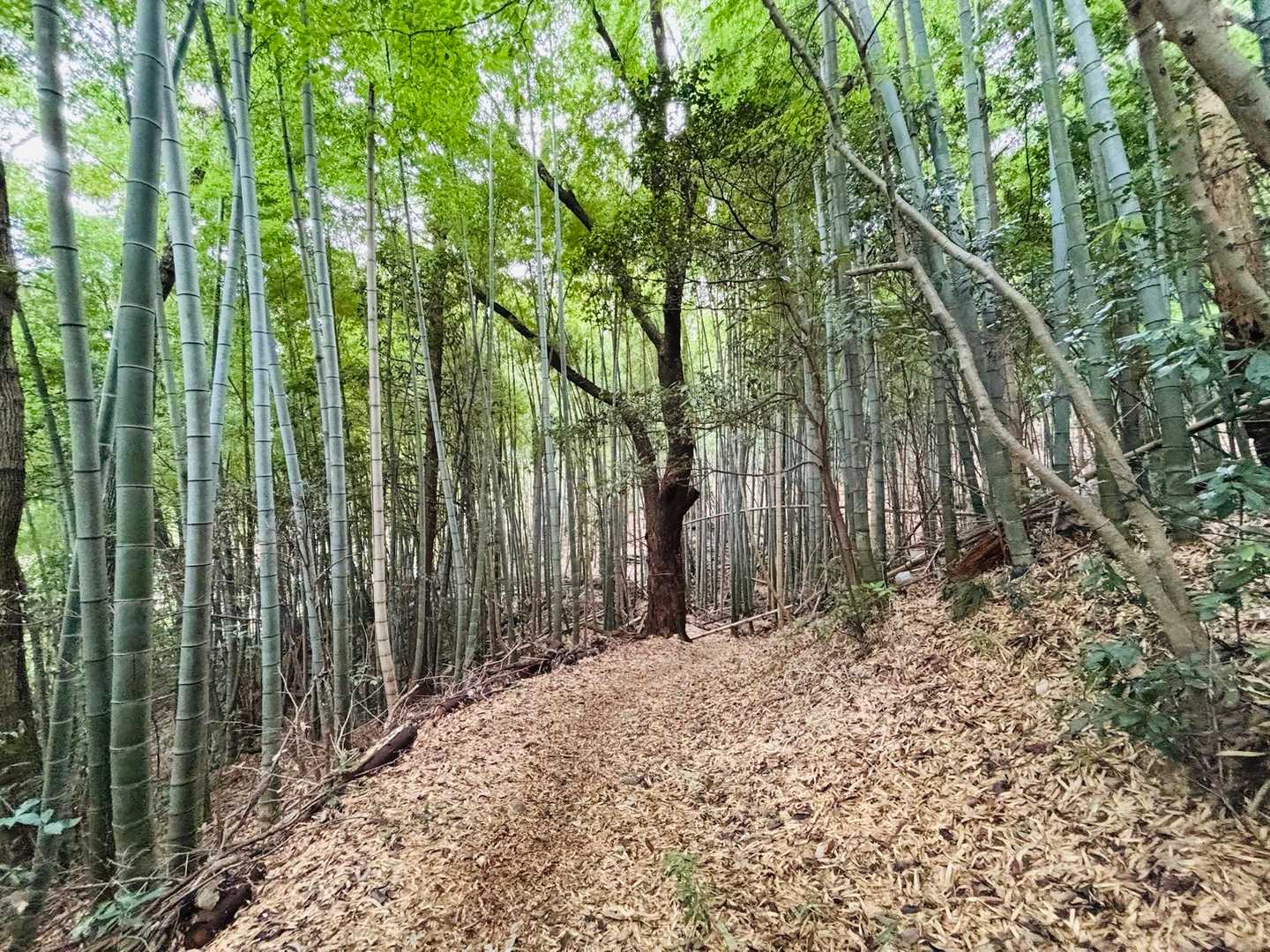 ここから大澄山までは、竹林がちらほら