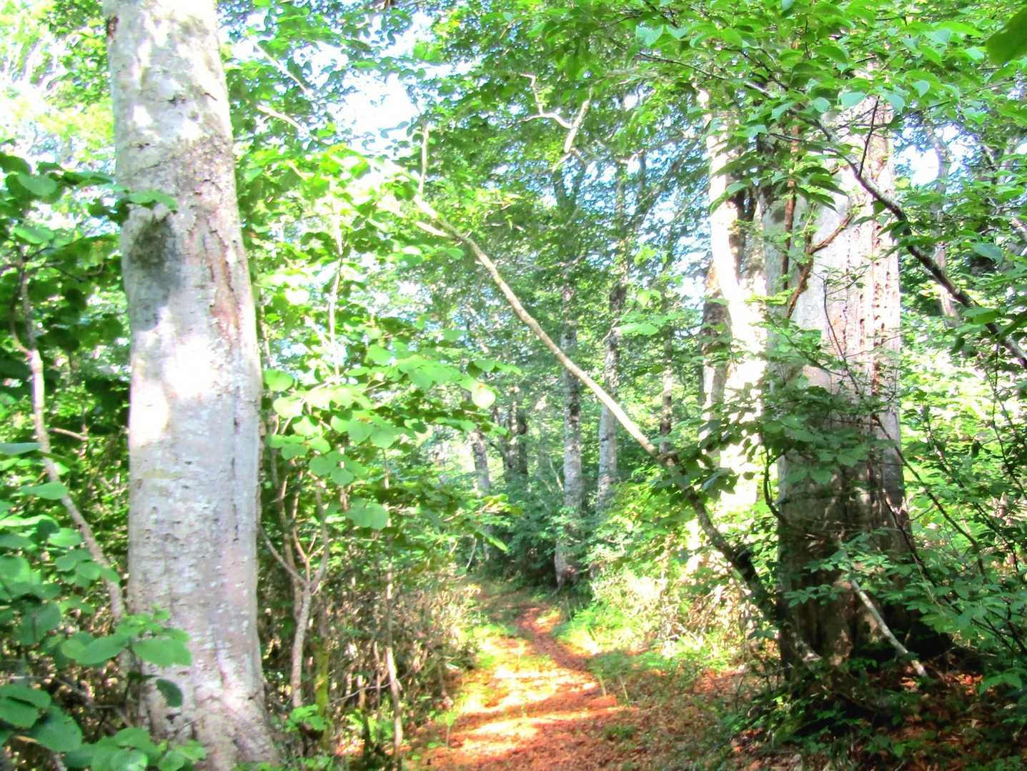 ブナの原生林が迫力あって凄いです🌳
樹齢300年以上の巨木も沢山、
この山域は本当に見応え有ります❗