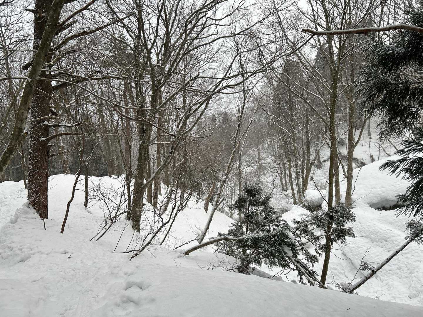 八乙女山-八乙女山五合目登山口 縦走コースの写真