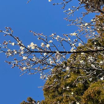 もう梅が咲き始めているんですね