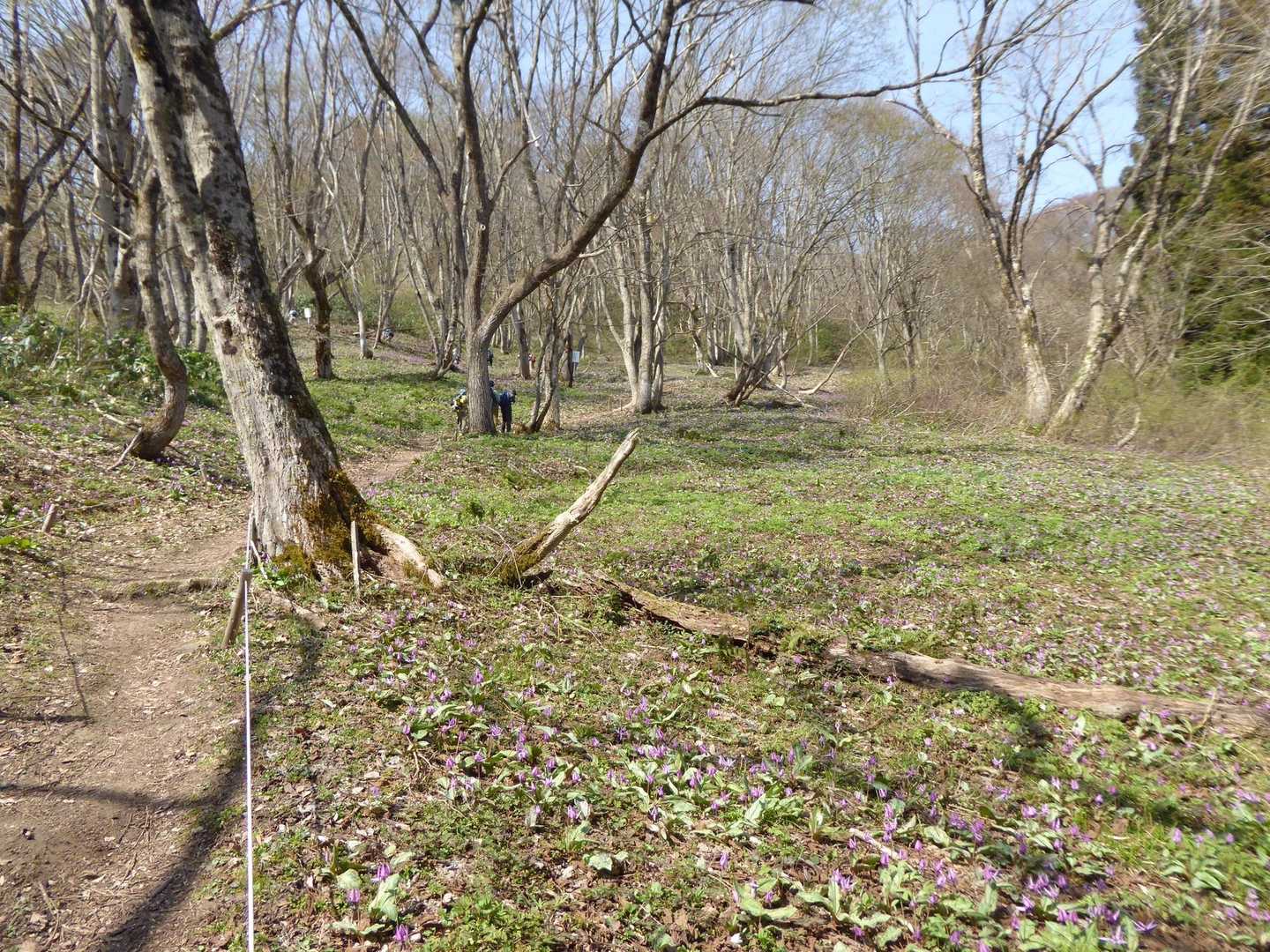 漆窪登山口-鳥屋山 往復コースの写真
