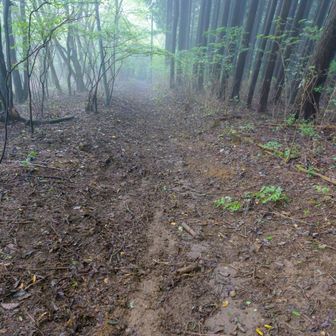 中央がドロドロでローション状態。
流石に無理なので枝に捕まりながら左側を慎重に下りる